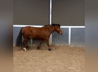 Freiberger, Gelding, 4 years, 15,2 hh, Brown