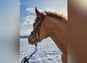 Freiberger, Gelding, 4 years, 15,2 hh, Chestnut-Red