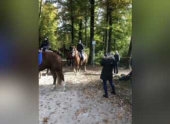 Freiberger, Gelding, 4 years, 15,2 hh, Chestnut-Red