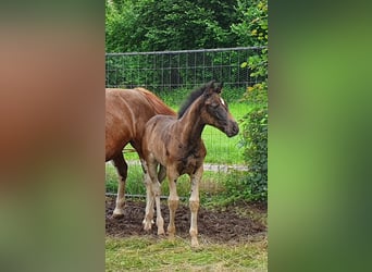 Freiberger Mix, Gelding, 5 years, 14.2 hh, Black