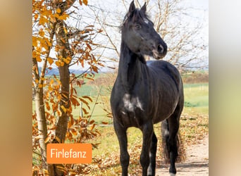 Freiberger Mix, Gelding, 5 years, 14.2 hh, Black
