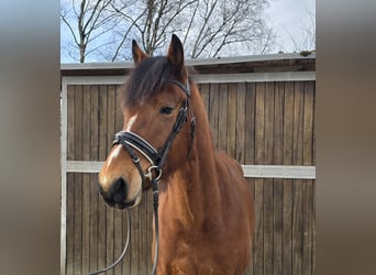 Freiberger, Gelding, 5 years, 14,3 hh, Brown