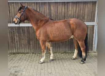 Freiberger, Gelding, 5 years, 14,3 hh, Brown