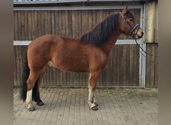 Freiberger, Gelding, 5 years, 14,3 hh, Brown