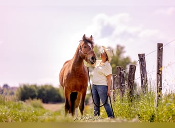 Freiberger, Gelding, 5 years, 14.3 hh, Smoky-Black
