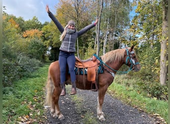 Freiberger, Gelding, 5 years, 15.1 hh, Chestnut-Red
