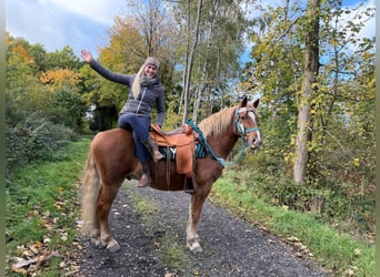 Freiberger, Gelding, 5 years, 15.1 hh, Chestnut-Red