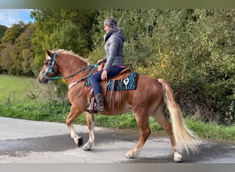 Freiberger, Gelding, 5 years, 15.1 hh, Chestnut-Red