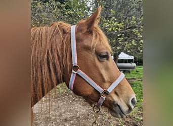 Freiberger, Gelding, 5 years, 15.1 hh, Chestnut-Red