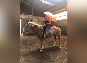 Freiberger, Gelding, 5 years, 15,2 hh, Brown