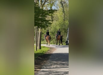 Freiberger, Gelding, 5 years, 16 hh, Brown
