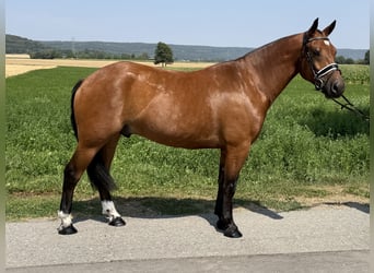 Freiberger, Gelding, 6 years, 15.2 hh, Brown