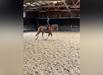 Freiberger, Wallach, 6 Jahre, 15,2 hh, Fuchs