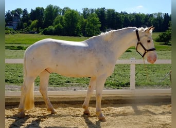 Freiberger, Gelding, 6 years, 15,1 hh, Gray