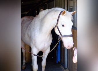 Freiberger, Gelding, 6 years, 15,1 hh, Gray
