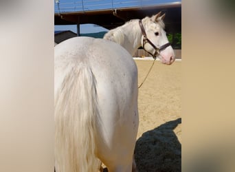 Freiberger, Gelding, 6 years, 15,1 hh, Gray