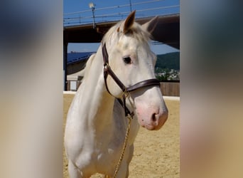 Freiberger, Gelding, 6 years, 15,1 hh, Gray