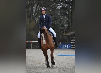 Freiberger, Gelding, 6 years, 16 hh, Brown