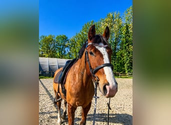 Freiberger, Gelding, 6 years, 16 hh, Brown