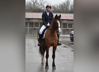Freiberger, Gelding, 6 years, 16 hh, Brown
