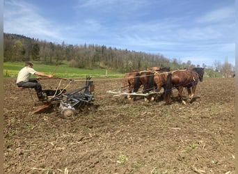 Freiberger, Gelding, 6 years