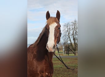 Freiberger, Gelding, 7 years, 15.2 hh, Chestnut-Red