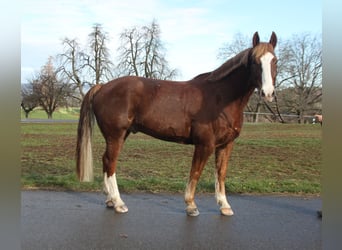 Freiberger, Gelding, 7 years, 15.2 hh, Chestnut-Red