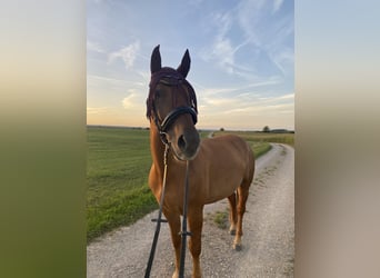 Freiberger Mix, Gelding, 7 years, 15.2 hh