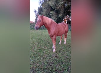 Freiberger, Gelding, 7 years, 15,1 hh, Chestnut-Red