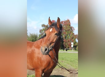 Freiberger, Gelding, 7 years, 16 hh, Brown