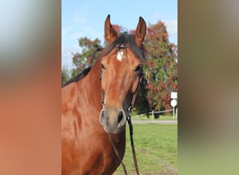 Freiberger, Gelding, 7 years, 16 hh, Brown