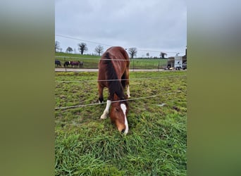 Freiberger, Gelding, 7 years, 16 hh, Brown