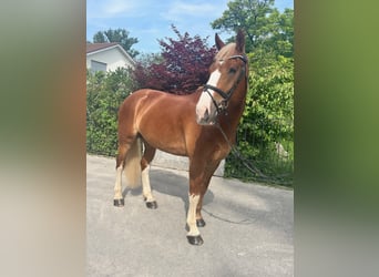 Freiberger, Gelding, 7 years, 16 hh, Chestnut-Red