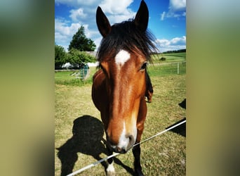 Freiberger, Gelding, 7 years, Brown