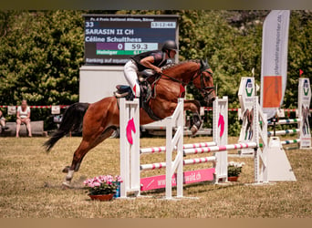 Freiberger, Gelding, 8 years, 15,2 hh, Brown