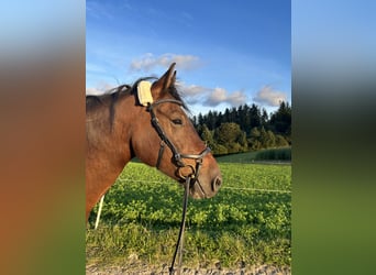 Freiberger, Gelding, 8 years, 15.2 hh, Brown