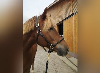 Freiberger, Gelding, 8 years, 15.3 hh