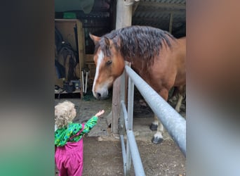 Freiberger, Gelding, 8 years, 15,1 hh, Brown