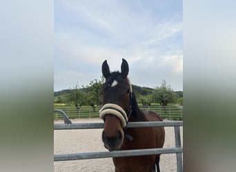 Freiberger, Gelding, 8 years, 15,2 hh, Brown