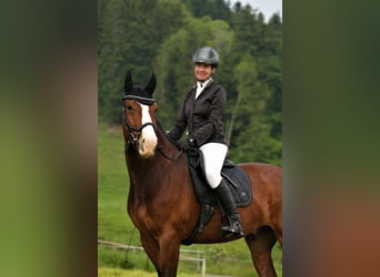 Freiberger, Gelding, 8 years, 16 hh, Bay-Dark