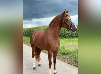 Freiberger, Gelding, 8 years, Chestnut-Red