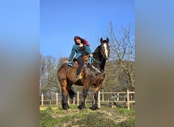 Freiberger Mix, Gelding, 9 years, 15.1 hh, Brown