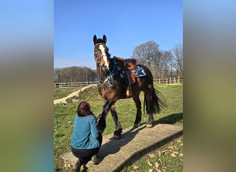 Freiberger Mix, Gelding, 9 years, 15,1 hh, Brown