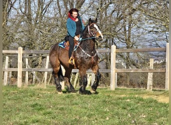 Freiberger Mix, Gelding, 9 years, 15,1 hh, Brown