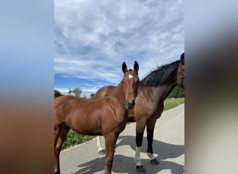 Freiberger, Wallach, Fohlen (03/2024), 9,2 hh, Brauner