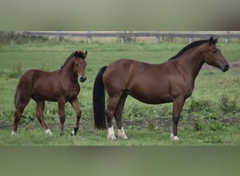 Freiberger, Hengst, 1 Jaar, 155 cm, Bruin