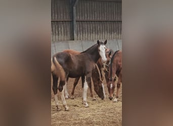 Freiberger, Hengst, 1 Jaar, 157 cm, Donkere-vos