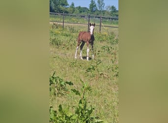Freiberger, Hengst, 1 Jaar, 157 cm, Donkere-vos