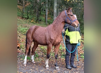 Freiberger, Hengst, 1 Jaar, 157 cm, Lichtbruin