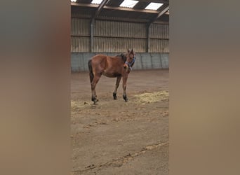 Freiberger, Hengst, 1 Jaar, 158 cm, Bruin